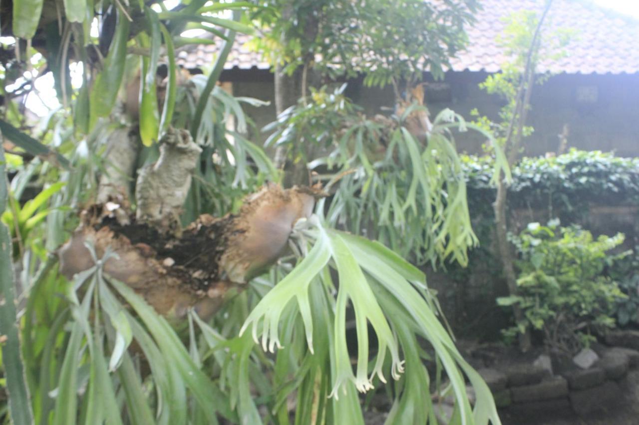 Umah De Arlika Séjour chez l'habitant Ubud